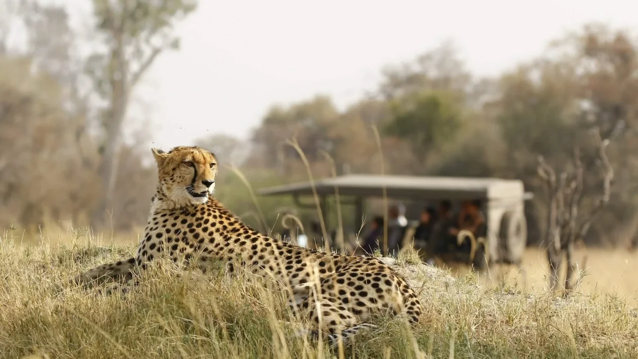 Easy Safari Holidays: Adventure Awaits In Nature’S Paradise