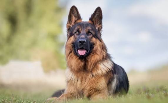  How To Identify The Best GSD Breeders In USA Before Buying A Puppy